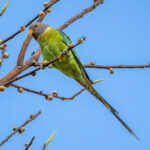 Plum-headed Parakeet (Psittacula cyanocephala) - Female @ Bandhavgarh National Park, India. Photo: Håvard Rosenlund