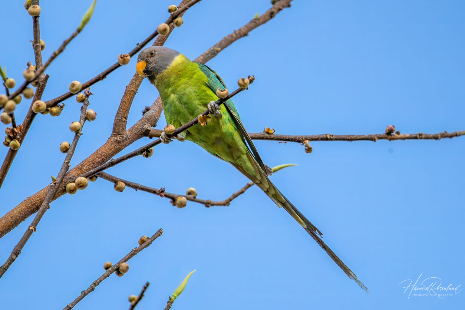 Plum-headed Parakeet (Psittacula cyanocephala) - Female @ Bandhavgarh National Park, India. Photo: Håvard Rosenlund