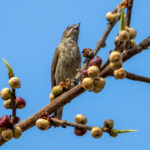 Thick-billed Flowerpecker (Pachyglossa agilis) @ Bandhavgarh National Park, India. Photo: Håvard Rosenlund