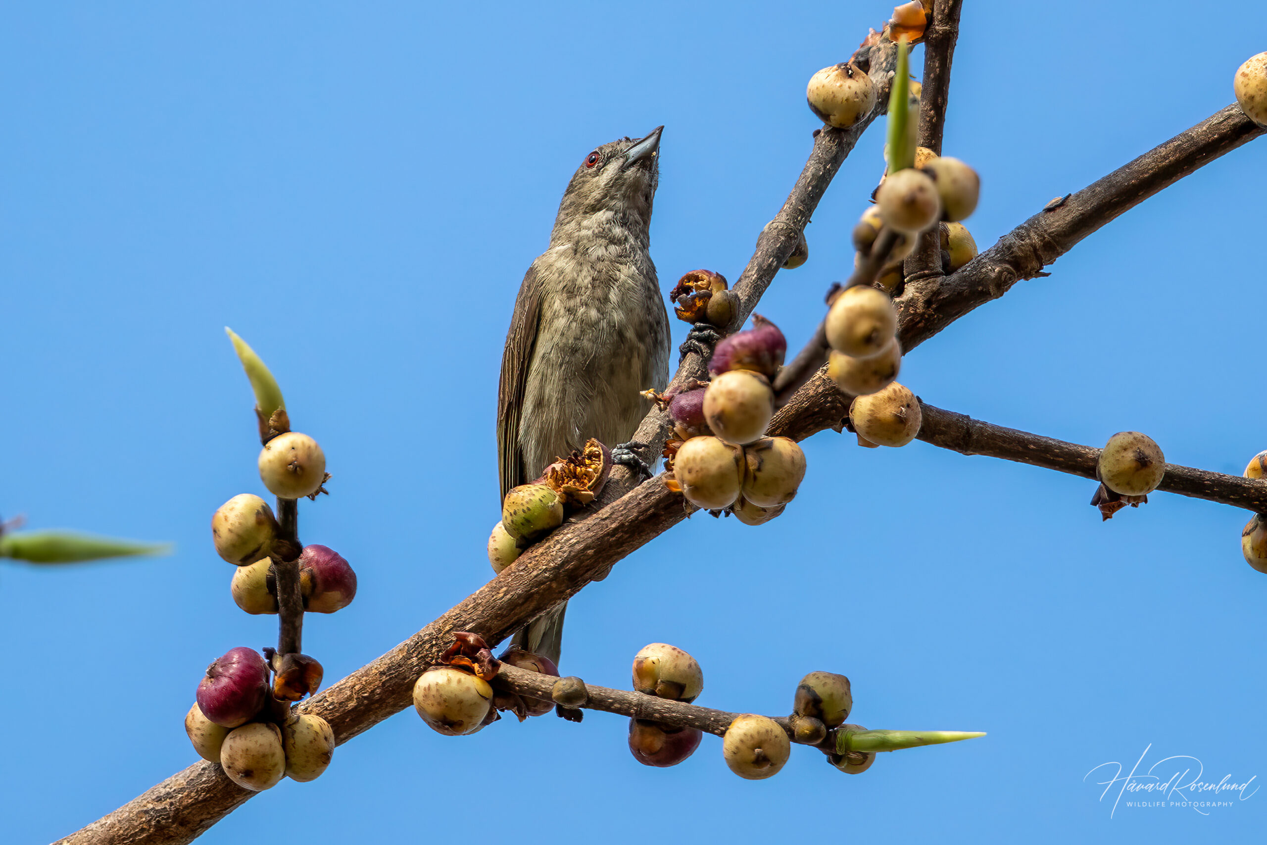 Tykknebblomsterfugl (Pachyglossa agilis) @ Bandhavgarh National Park, India. Foto: Håvard Rosenlund