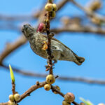 Thick-billed Flowerpecker (Pachyglossa agilis) @ Bandhavgarh National Park, India. Photo: Håvard Rosenlund