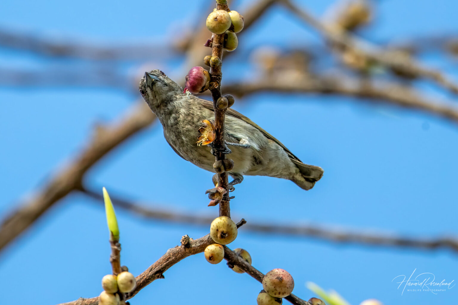 Thick-billed Flowerpecker (Pachyglossa agilis) @ Bandhavgarh National Park, India. Photo: Håvard Rosenlund