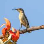 Purple Sunbird (Cinnyris asiaticus) - Female @ Bandhavgarh National Park, India. Photo: Håvard Rosenlund