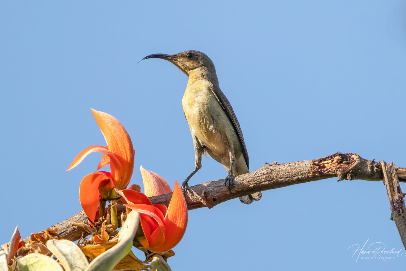 Purple Sunbird (Cinnyris asiaticus) - Female @ Bandhavgarh National Park, India. Photo: Håvard Rosenlund