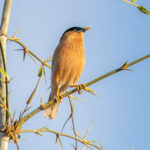 Brahminy Starling (Sturnia pagodarum) @ Bandhavgarh National Park, India. Photo: Håvard Rosenlund