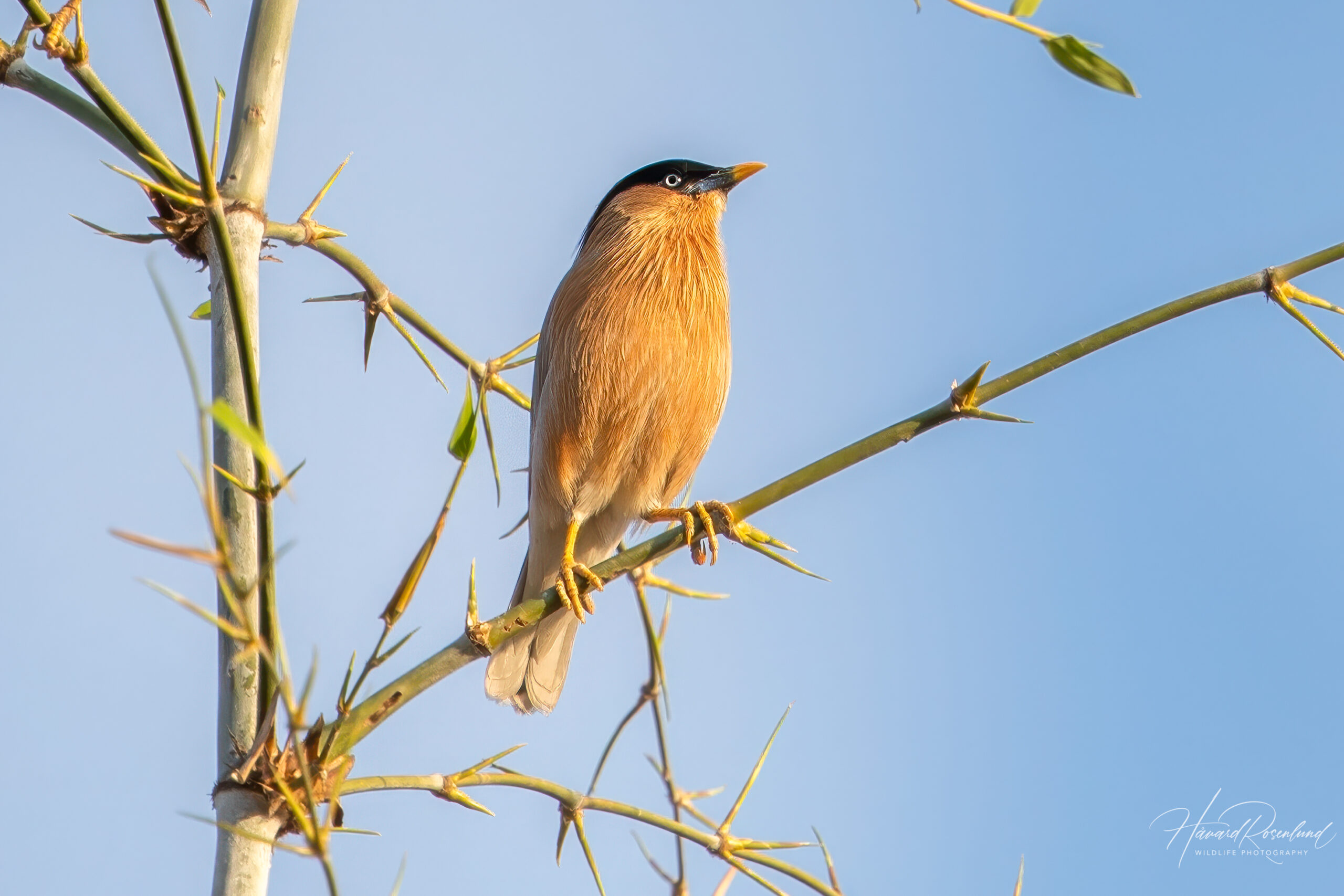 Pagodestær (Sturnia pagodarum) @ Bandhavgarh National Park, India. Foto: Håvard Rosenlund
