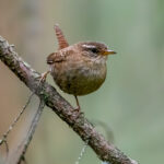 Eurasian Wren (Troglodytes troglodytes) @ Nittedal, Norway. Photo: Håvard Rosenlund