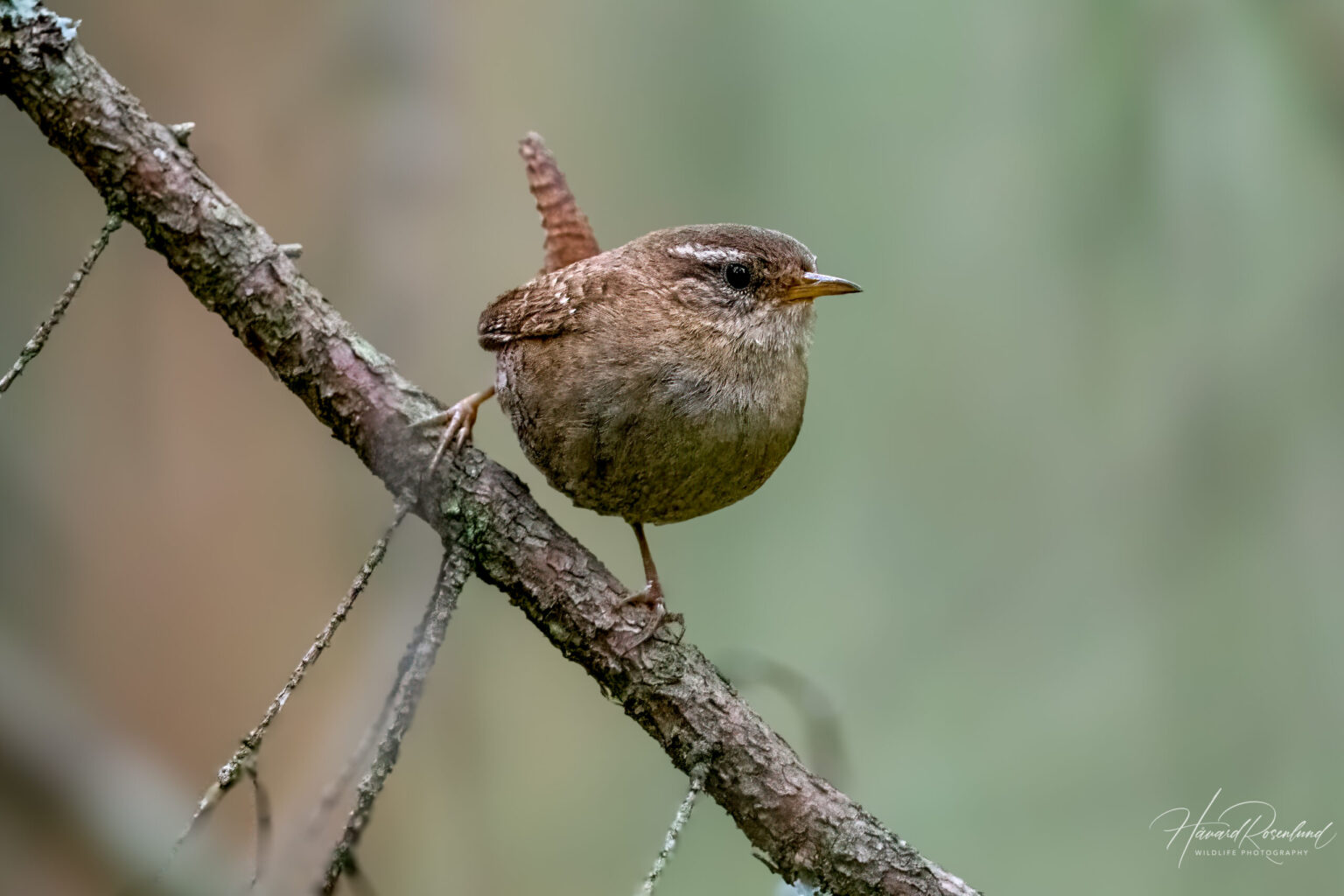 Eurasian Wren (Troglodytes troglodytes) @ Nittedal, Norway. Photo: Håvard Rosenlund
