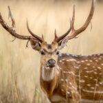 Chital (Axis axis) @ Kanha National Park, India. Photo: Håvard Rosenlund