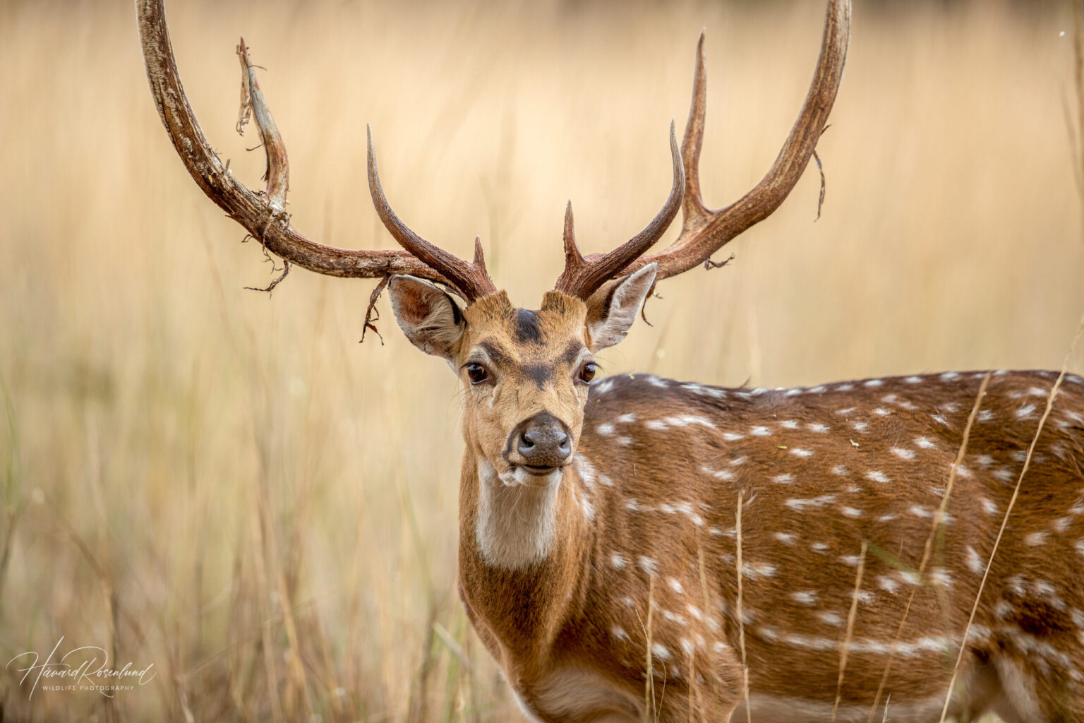 Chital (Axis axis) @ Kanha National Park, India. Photo: Håvard Rosenlund
