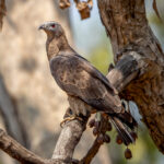 Oriental Honey Buzzard (Pernis ptilorhynchus) @ Pench National Park, India. Photo: Håvard Rosenlund