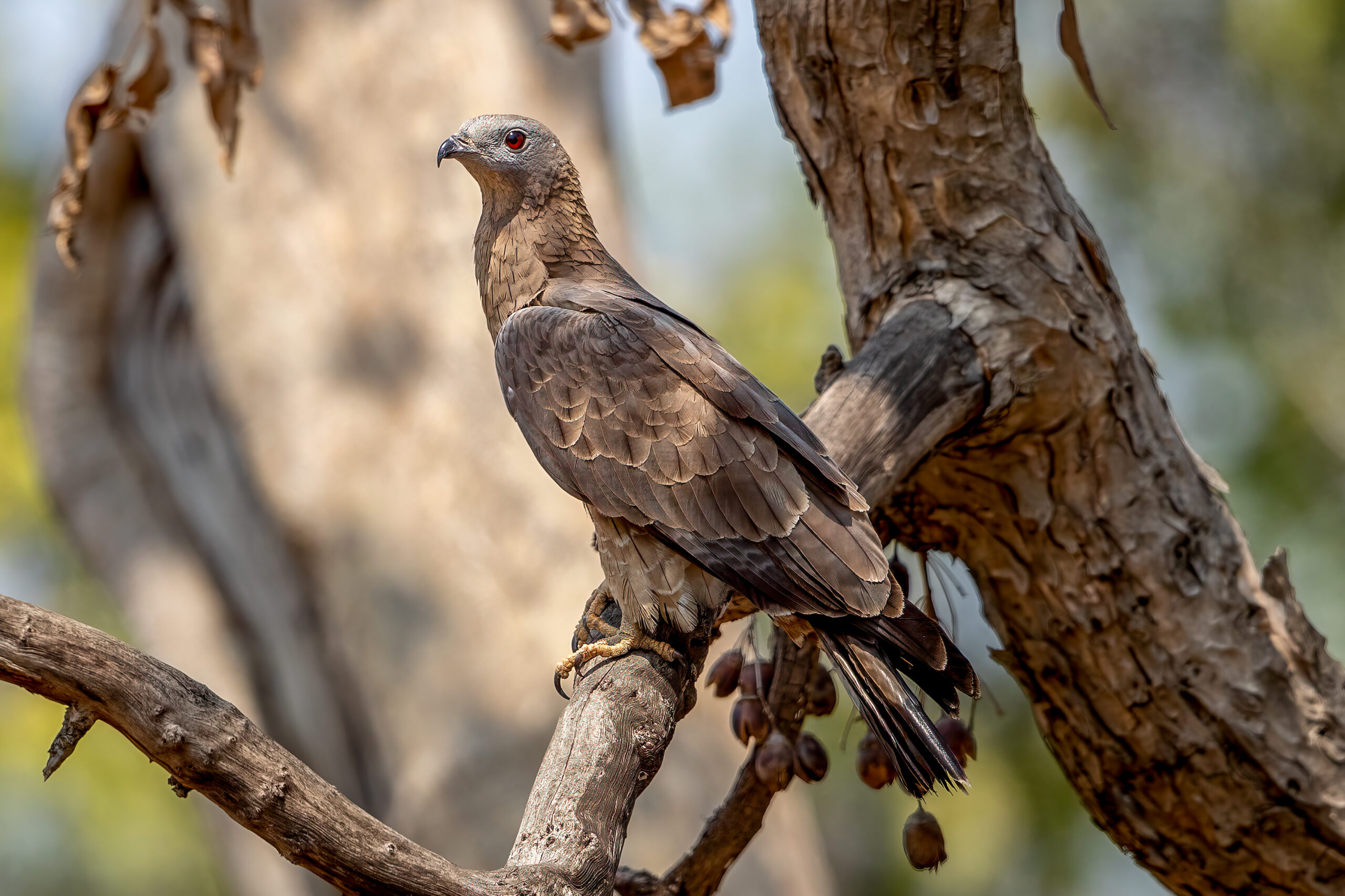 Oriental Honey Buzzard (Pernis ptilorhynchus) @ Pench National Park, India. Photo: Håvard Rosenlund
