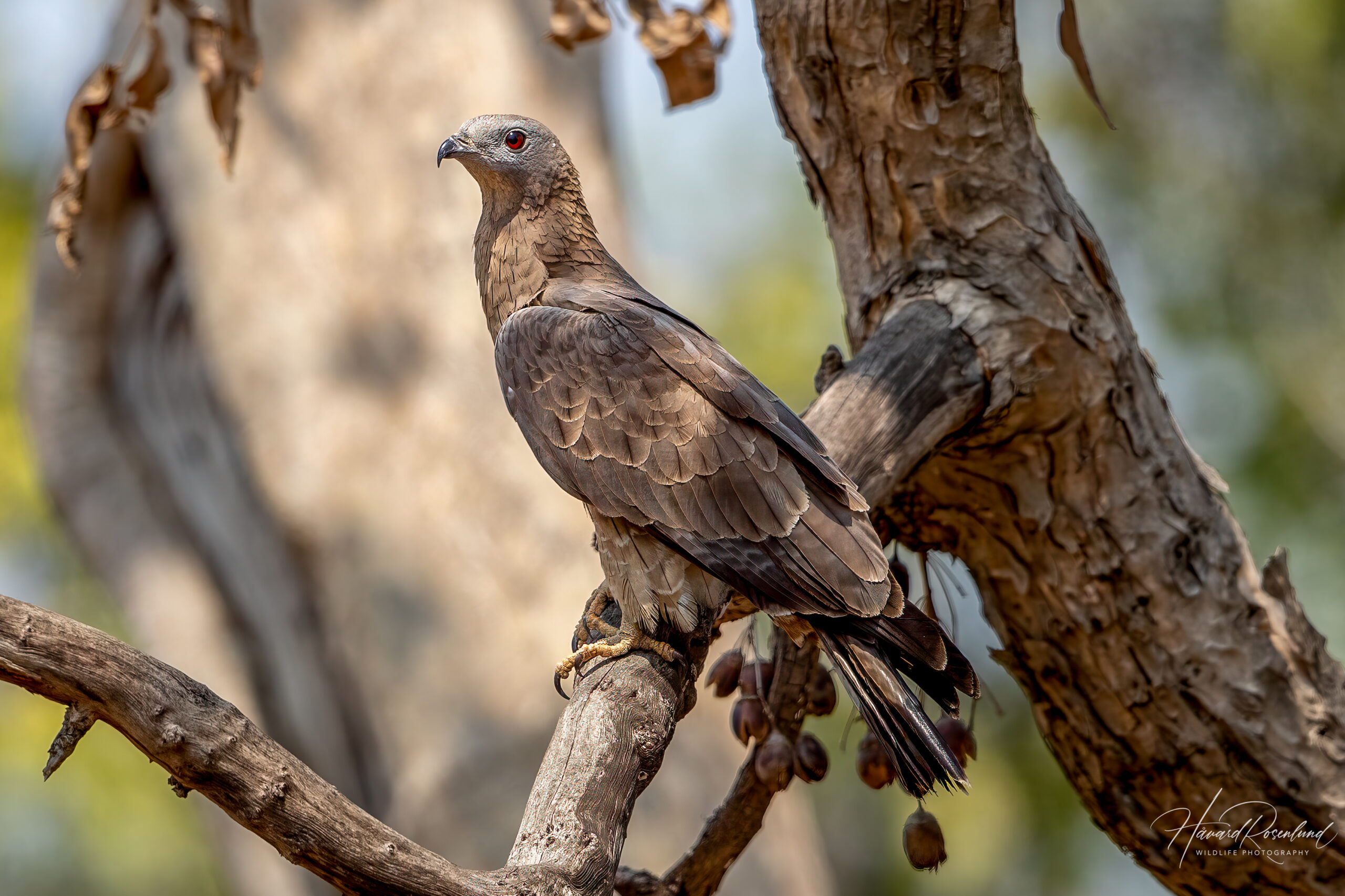 Orientvepsevåk (Pernis ptilorhynchus) @ Pench National Park, India. Foto: Håvard Rosenlund