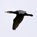 Great Cormorant (Phalacrocorax carbo) @ Lista, Norway. Photo: Håvard Rosenlund
