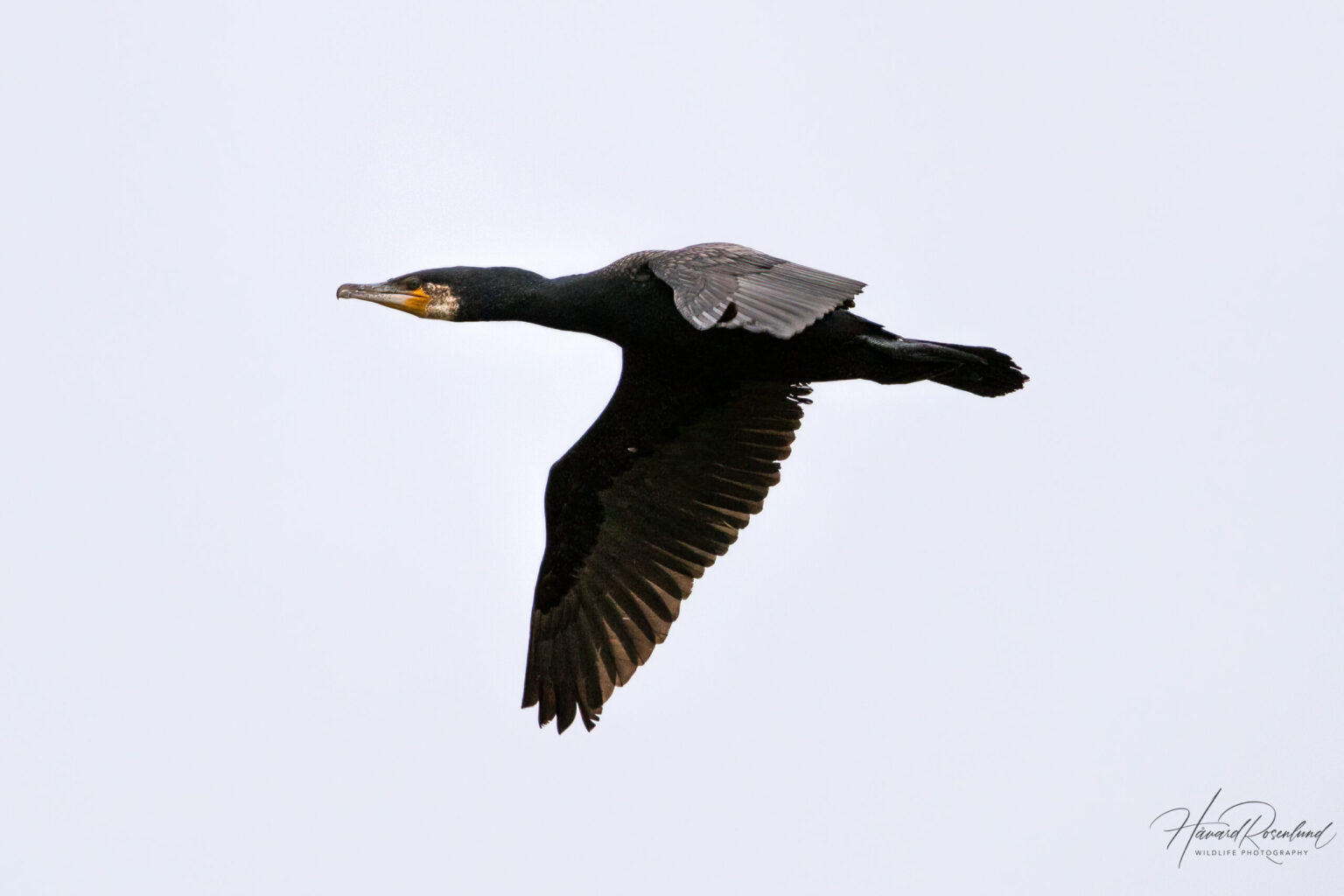 Great Cormorant (Phalacrocorax carbo) @ Lista, Norway. Photo: Håvard Rosenlund