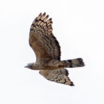 Oriental Honey Buzzard (Pernis ptilorhynchus) @ Kanha National Park, India. Photo: Håvard Rosenlund
