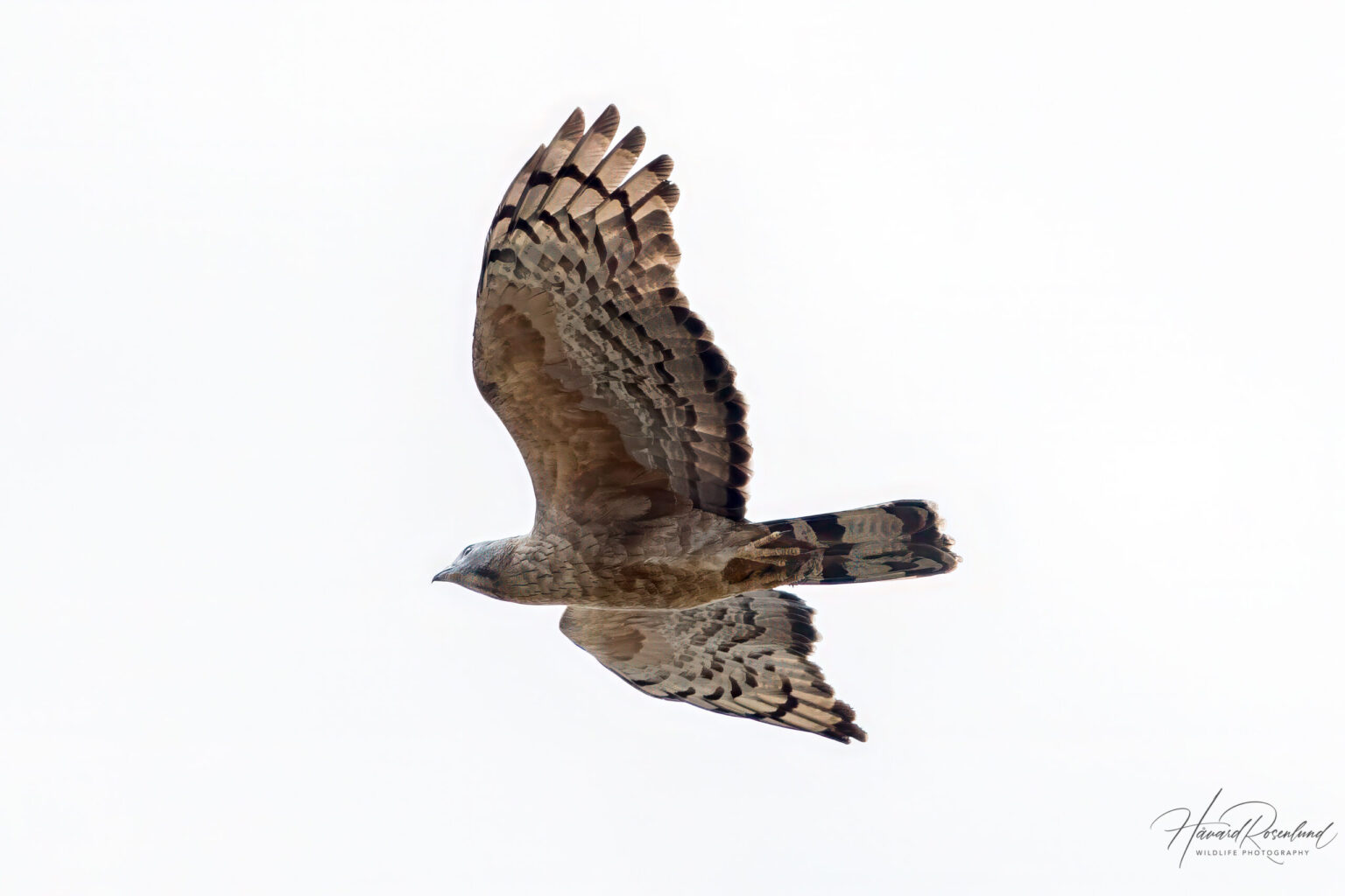 Oriental Honey Buzzard (Pernis ptilorhynchus) @ Kanha National Park, India. Photo: Håvard Rosenlund
