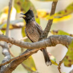 Red-vented Bulbul (Pycnonotus cafer) @ Pench National Park, India. Photo: Håvard Rosenlund