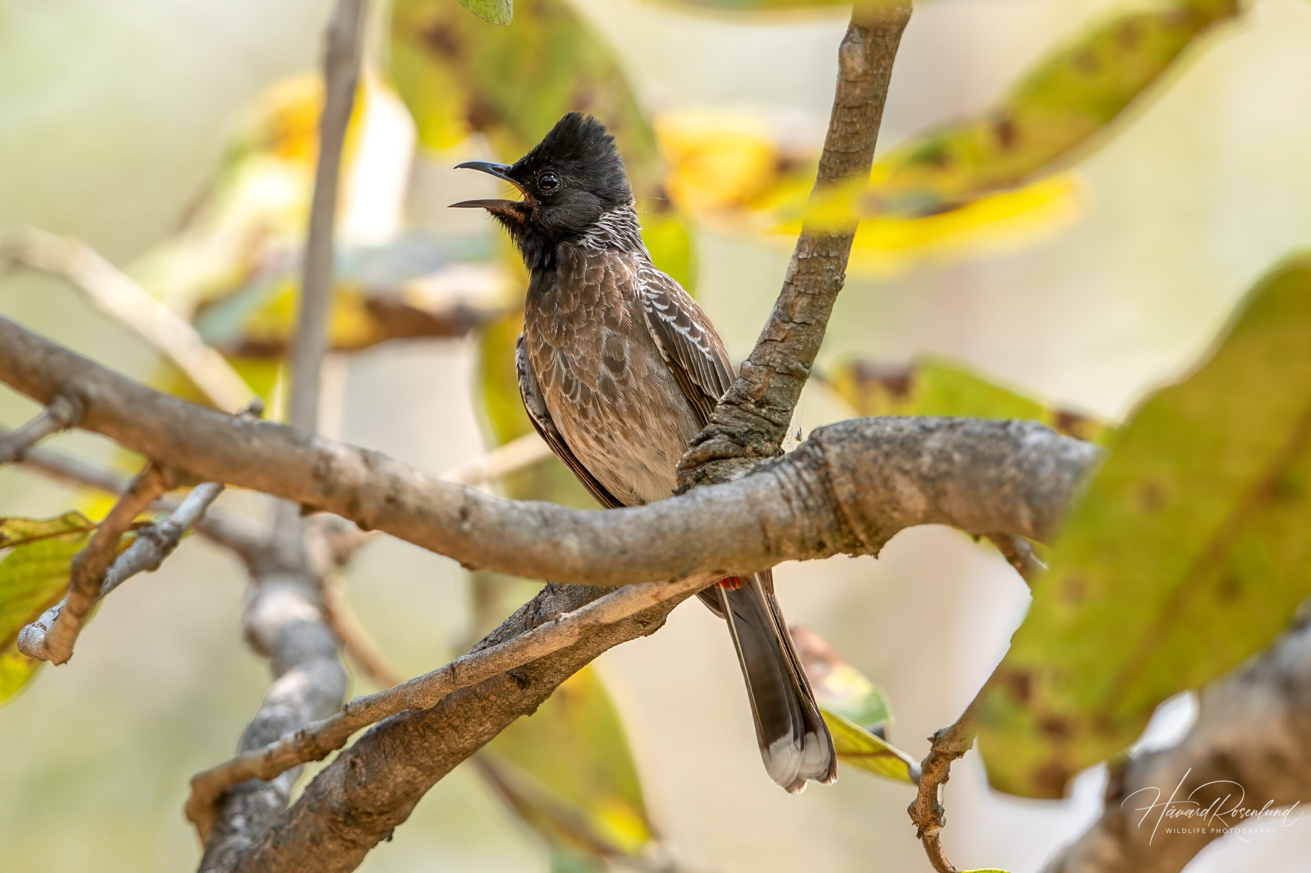 Rødgumpbylbyl (Pycnonotus cafer) @ Pench National Park, India. Foto: Håvard Rosenlund