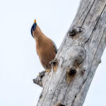 Brahminy Starling (Sturnia pagodarum) @ Pench National Park, India. Photo: Håvard Rosenlund