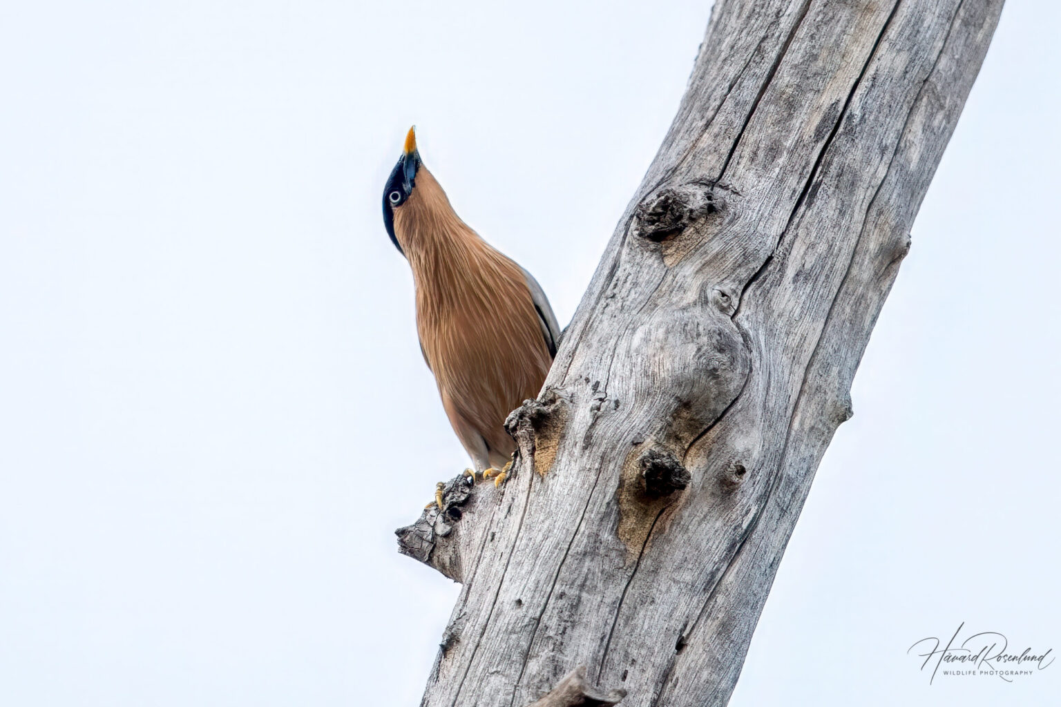 Brahminy Starling (Sturnia pagodarum) @ Pench National Park, India. Photo: Håvard Rosenlund