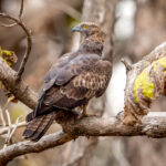 Oriental Honey Buzzard (Pernis ptilorhynchus) @ Pench National Park, India. Photo: Håvard Rosenlund