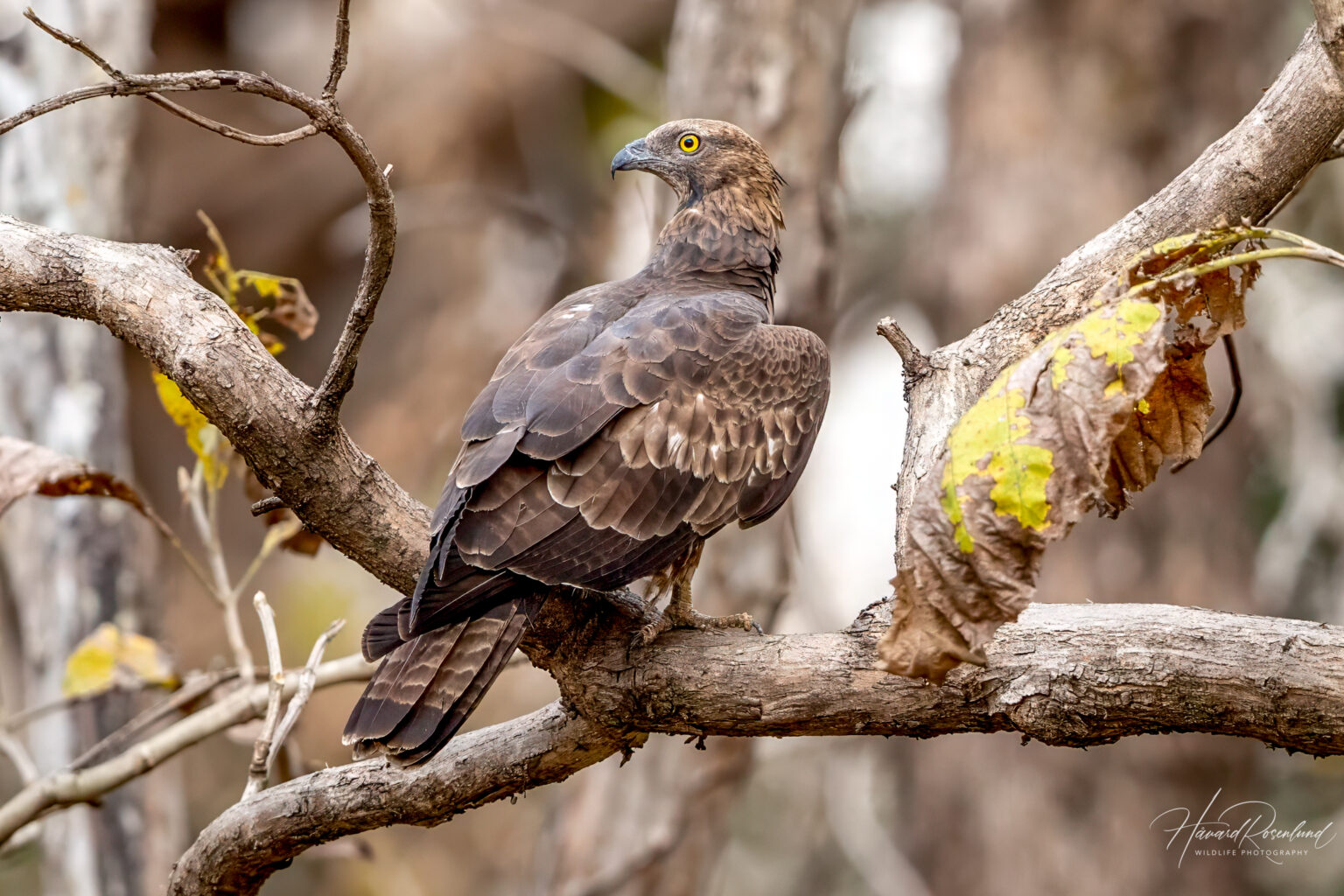 Oriental Honey Buzzard (Pernis ptilorhynchus) @ Pench National Park, India. Photo: Håvard Rosenlund
