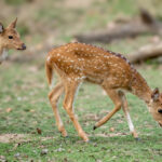 Chital (Axis axis) @ Kanha National Park, India. Photo: Håvard Rosenlund