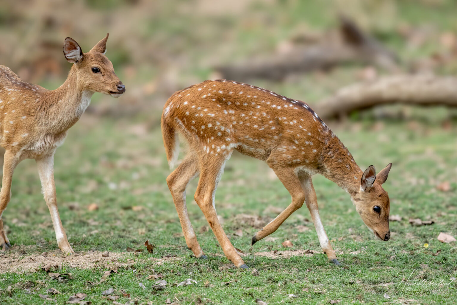 Chital (Axis axis) @ Kanha National Park, India. Photo: Håvard Rosenlund