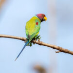 Plum-headed Parakeet (Psittacula cyanocephala) - Male @ Satpura National Park, India. Photo: Håvard Rosenlund