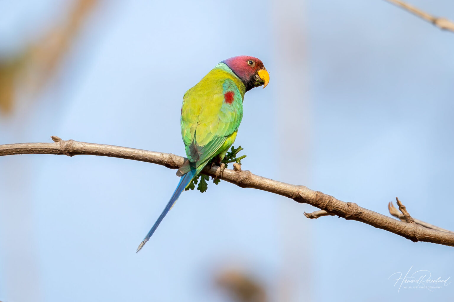 Plum-headed Parakeet (Psittacula cyanocephala) - Male @ Satpura National Park, India. Photo: Håvard Rosenlund