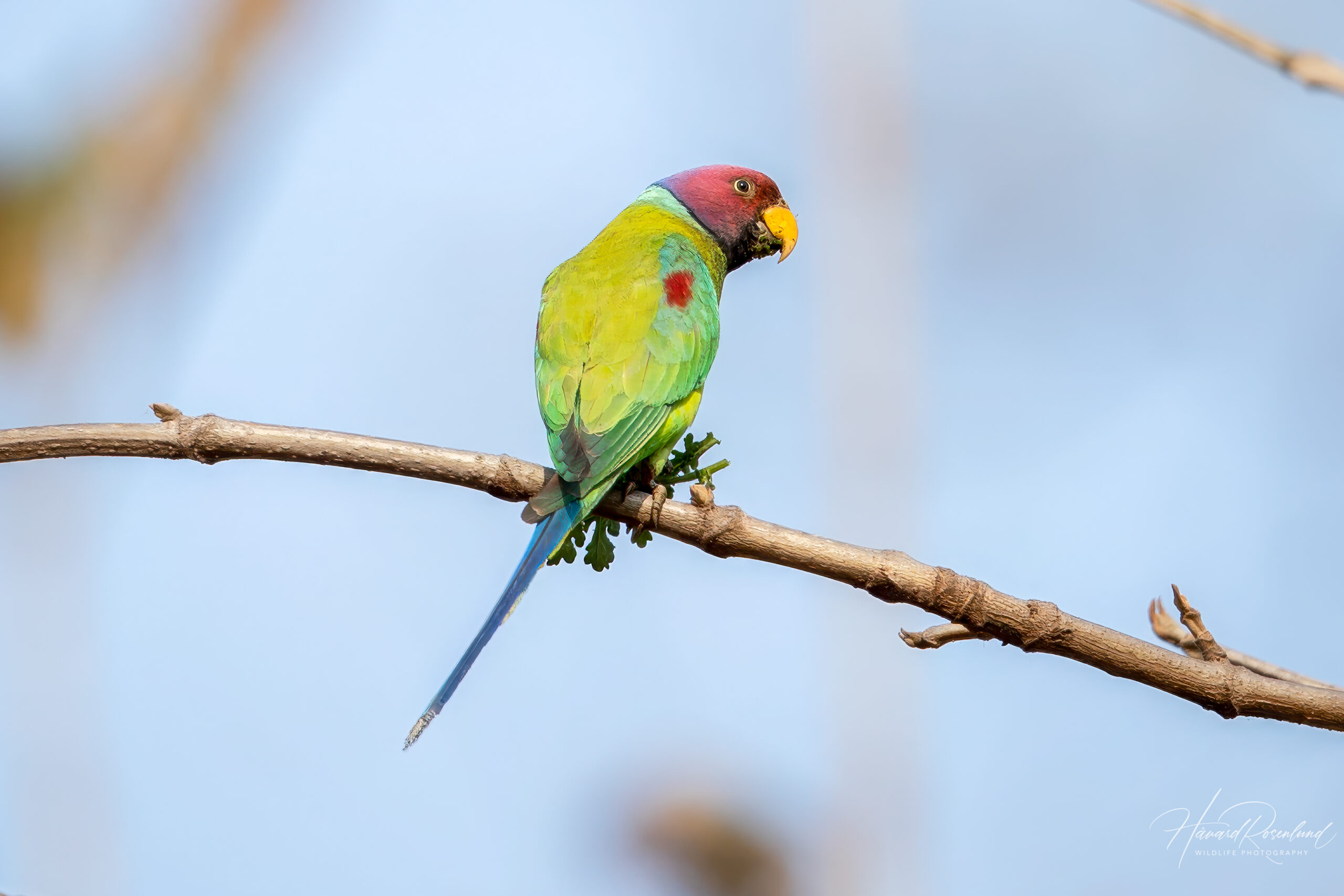 Plommehodeparakitt (Psittacula cyanocephala) - Hannfugl @ Satpura National Park, India. Foto: Håvard Rosenlund