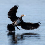 Great Cormorant (Phalacrocorax carbo) @ Fornebu, Norway. Photo: Håvard Rosenlund