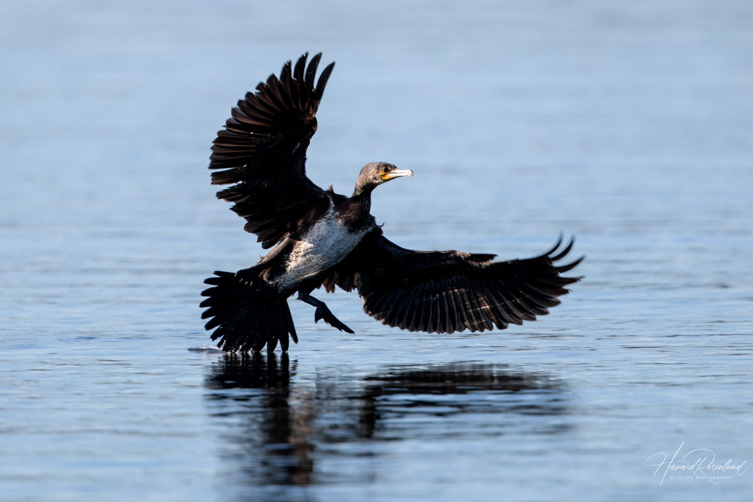 Great Cormorant (Phalacrocorax carbo) @ Fornebu, Norway. Photo: Håvard Rosenlund
