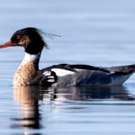 Red-breasted Merganser (Mergus serrator) - Male @ Fornebu, Norway. Photo: Håvard Rosenlund