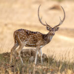 Chital (Axis axis) @ Bandhavgarh National Park, India. Photo: Håvard Rosenlund