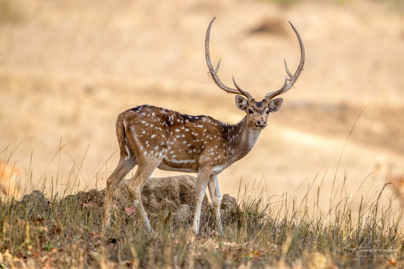Aksishjort (Axis axis) @ Bandhavgarh National Park, India. Foto: Håvard Rosenlund