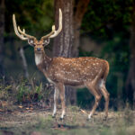 Chital (Axis axis) @ Kanha National Park, India. Photo: Håvard Rosenlund