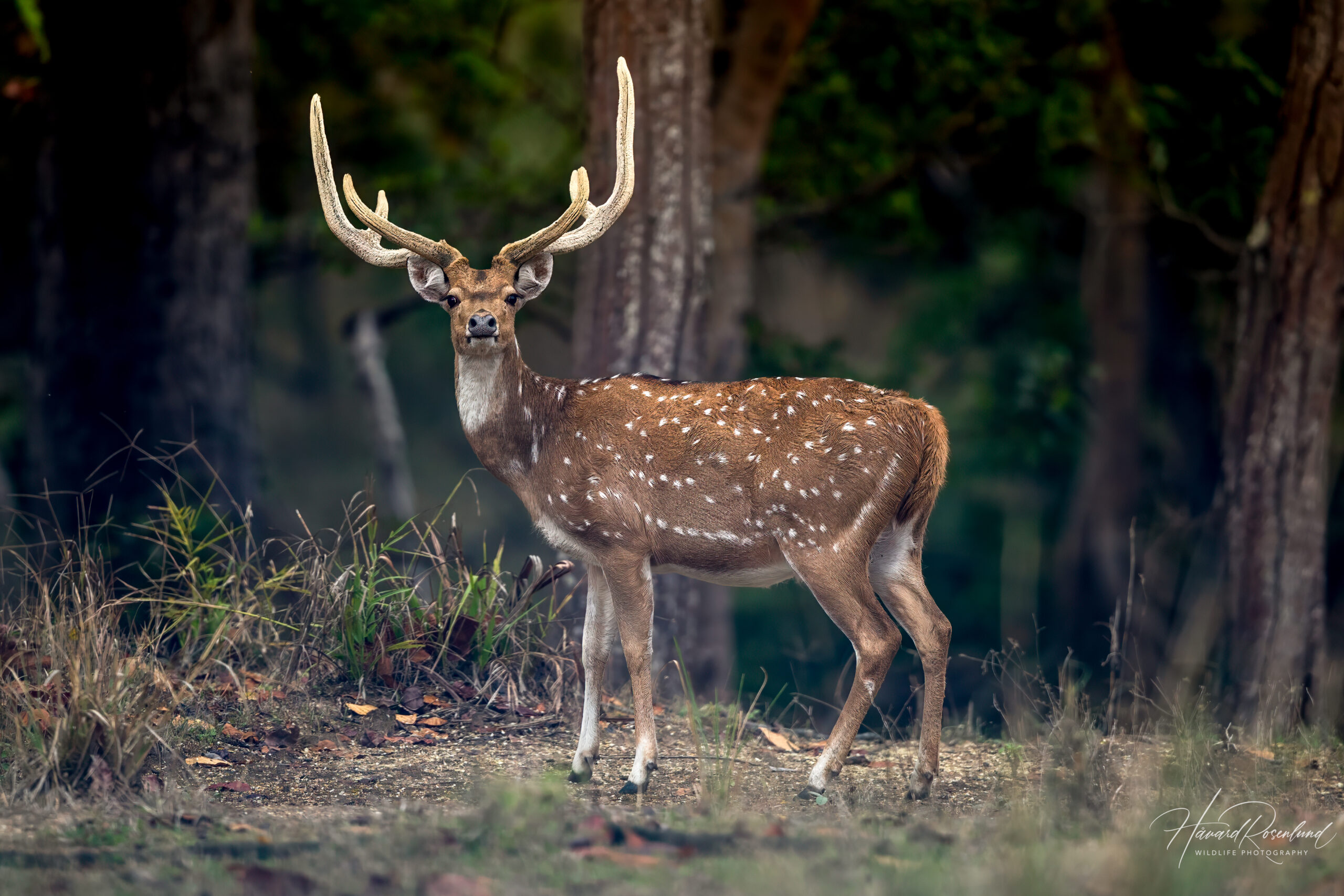 Aksishjort (Axis axis) @ Kanha National Park, India. Foto: Håvard Rosenlund