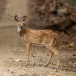 Chital (Axis axis) @ Kanha National Park, India. Photo: Håvard Rosenlund