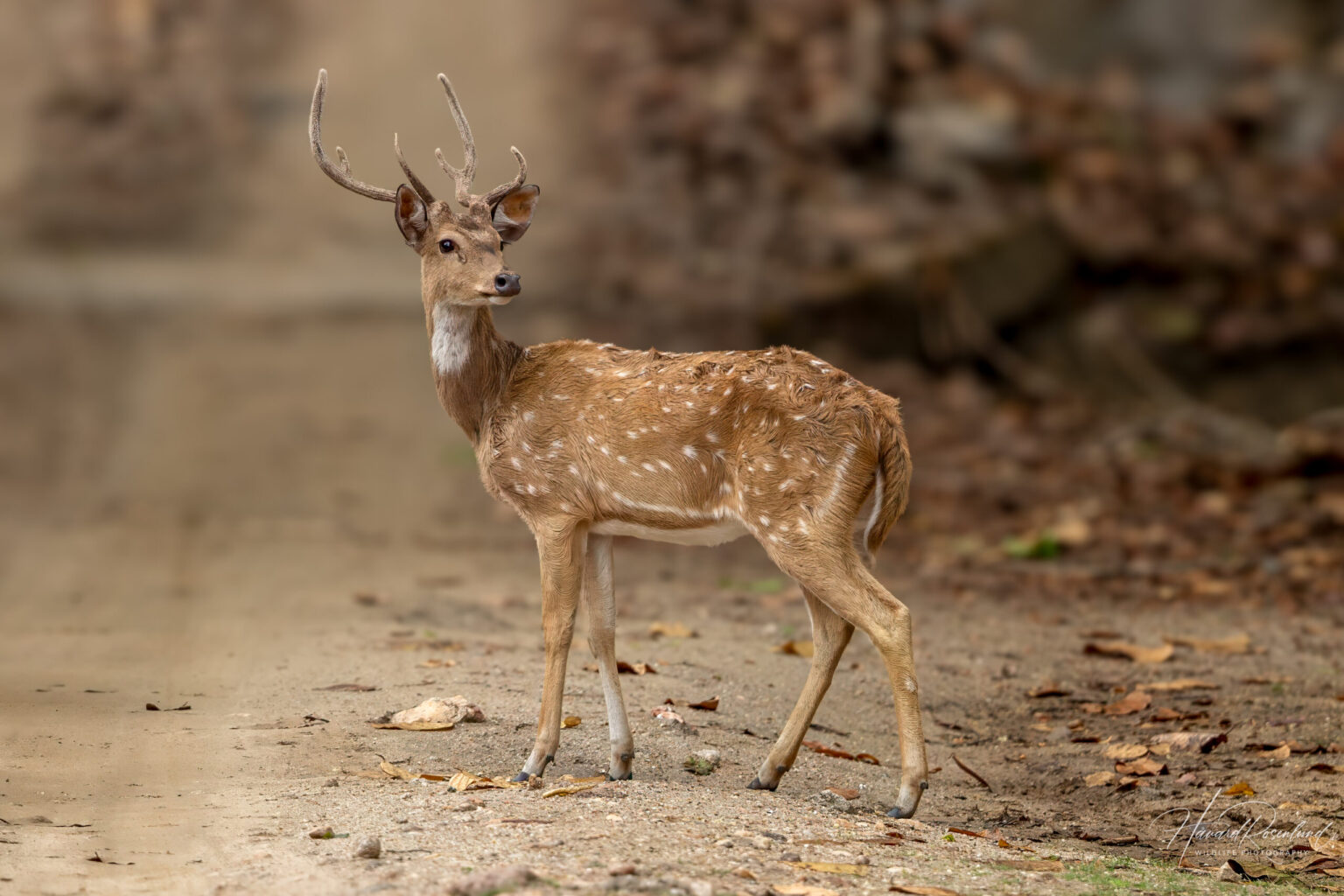 Chital (Axis axis) @ Kanha National Park, India. Photo: Håvard Rosenlund