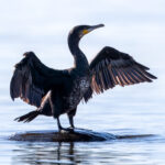 Great Cormorant (Phalacrocorax carbo) @ Fornebu, Norway. Photo: Håvard Rosenlund
