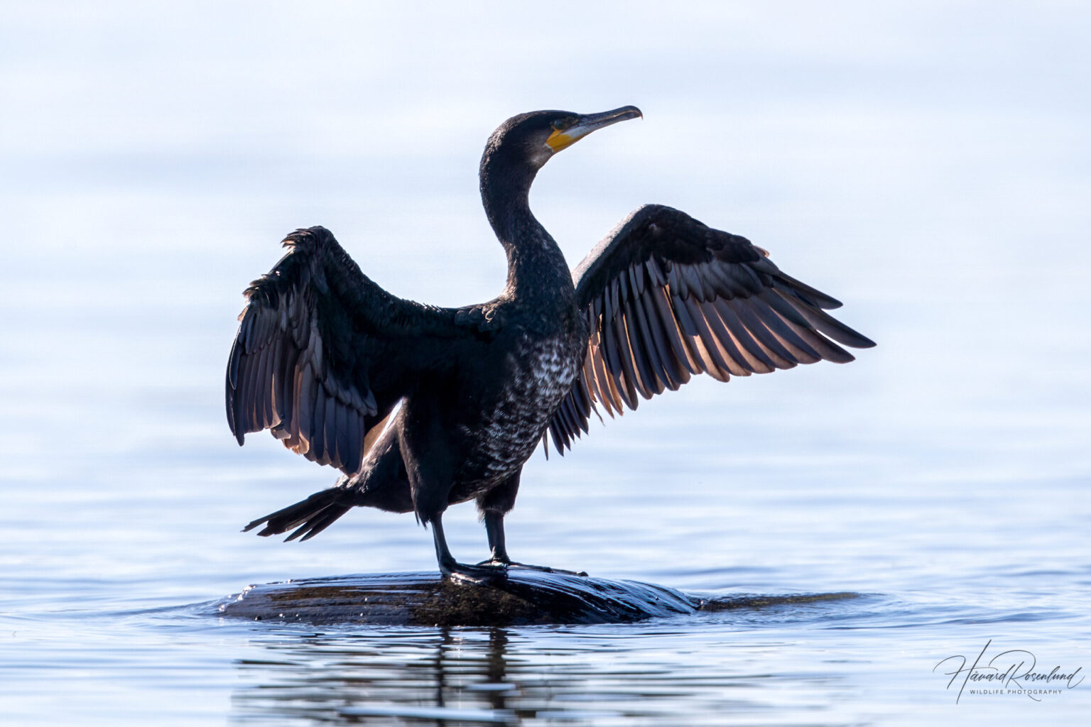 Great Cormorant (Phalacrocorax carbo) @ Fornebu, Norway. Photo: Håvard Rosenlund