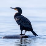 Great Cormorant (Phalacrocorax carbo) @ Fornebu, Norway. Photo: Håvard Rosenlund