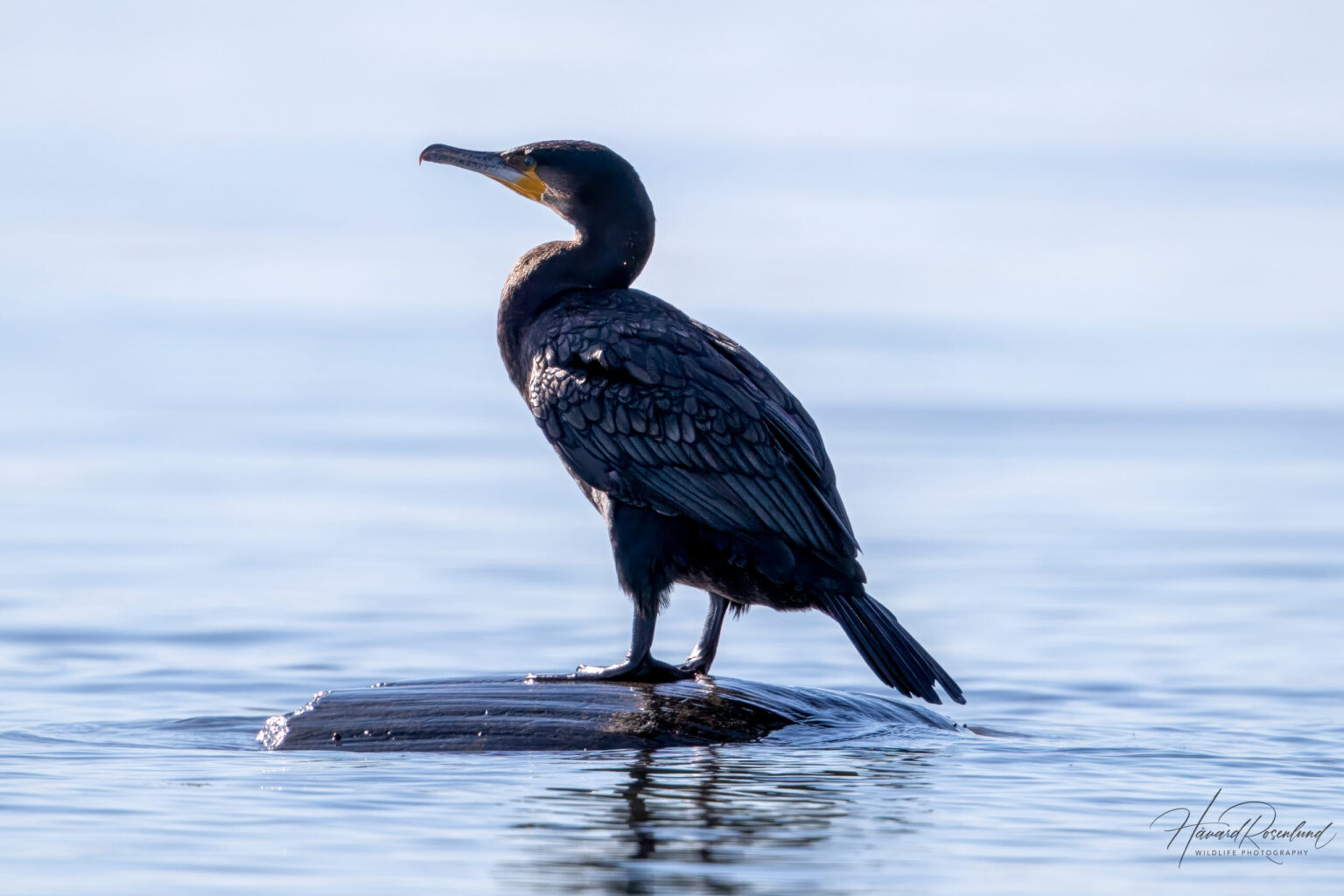 Great Cormorant (Phalacrocorax carbo) @ Fornebu, Norway. Photo: Håvard Rosenlund