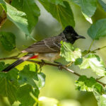 Red-vented Bulbul (Pycnonotus cafer) @ Bandhavgarh National Park, India. Photo: Håvard Rosenlund