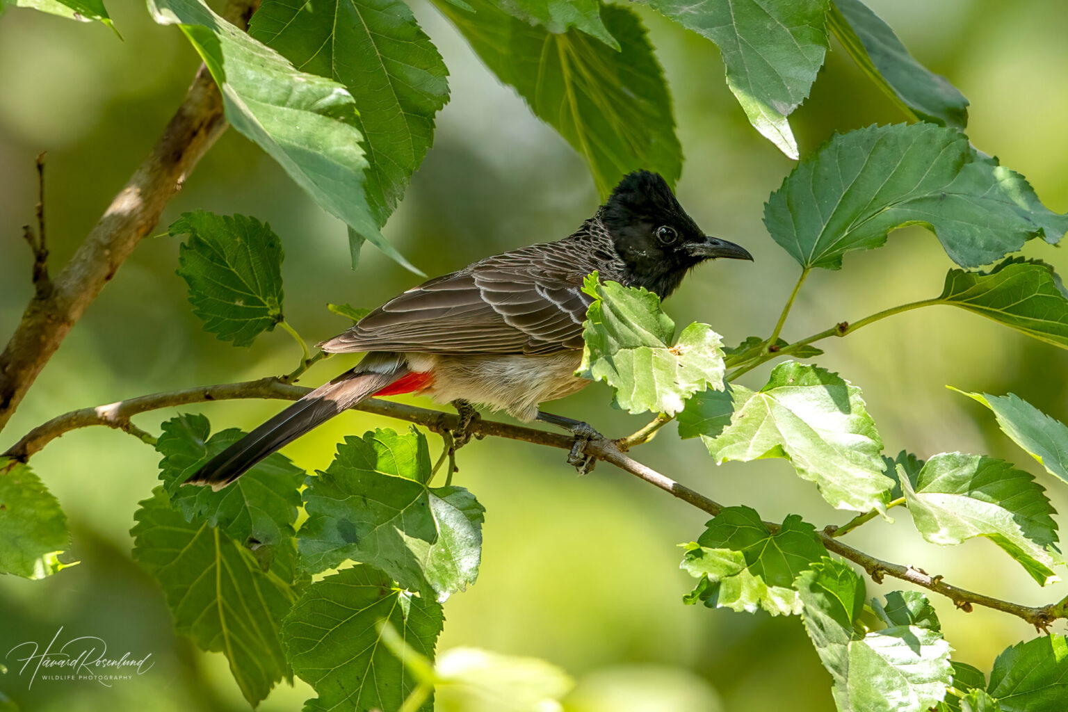 Red-vented Bulbul (Pycnonotus cafer) @ Bandhavgarh National Park, India. Photo: Håvard Rosenlund