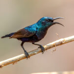 Purple Sunbird (Cinnyris asiaticus) - Male @ Satpura National Park, India. Photo: Håvard Rosenlund