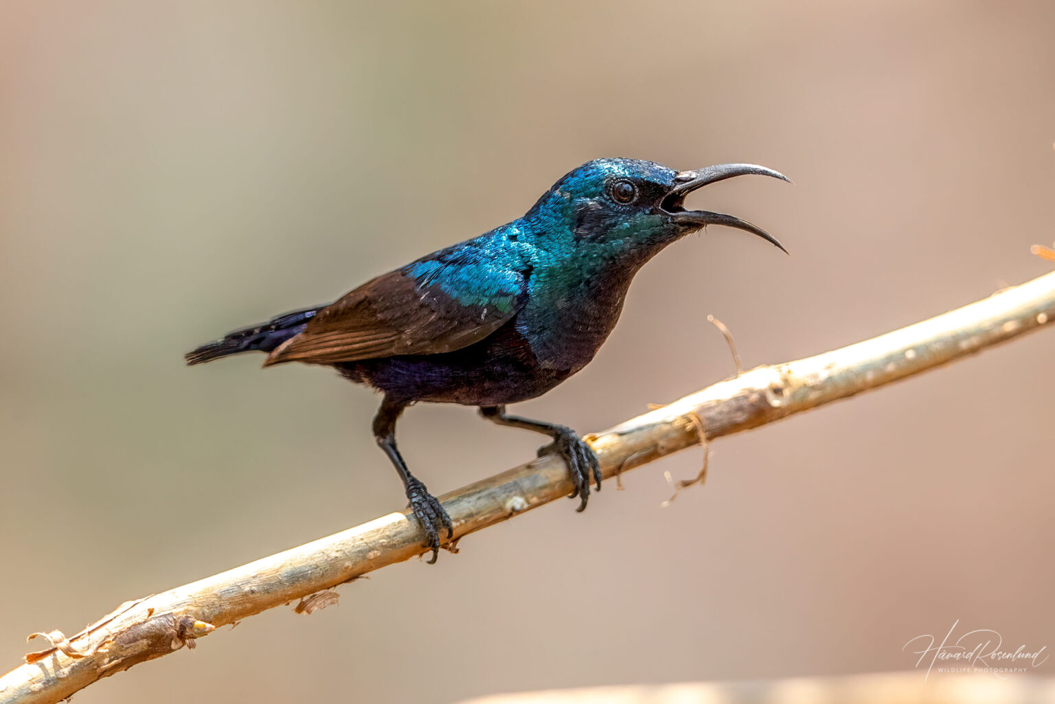 Purple Sunbird (Cinnyris asiaticus) - Male @ Satpura National Park, India. Photo: Håvard Rosenlund