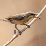 Purple Sunbird (Cinnyris asiaticus) - Female @ Satpura National Park, India. Photo: Håvard Rosenlund